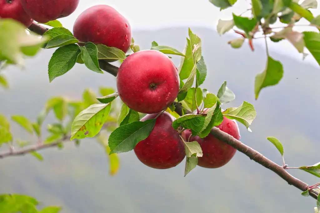 Asheville Cider Tours